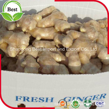 Hot Sale Competitive Price New Harvested Young Ginger